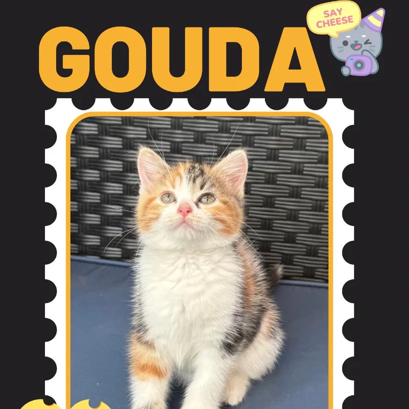 A baby small-sized female Calico Domestic Short Hair cat named Gouda for adoption in Rochester, MN