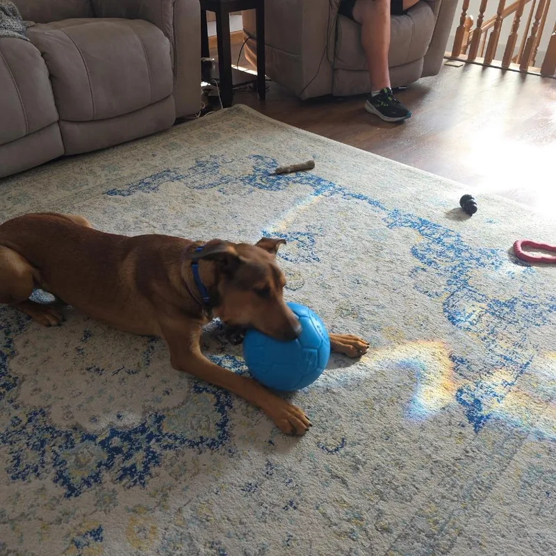 A young small-sized male Brown / Chocolate Belgian Shepherd / Malinois dog named Canelo for adoption in Tomball, TX