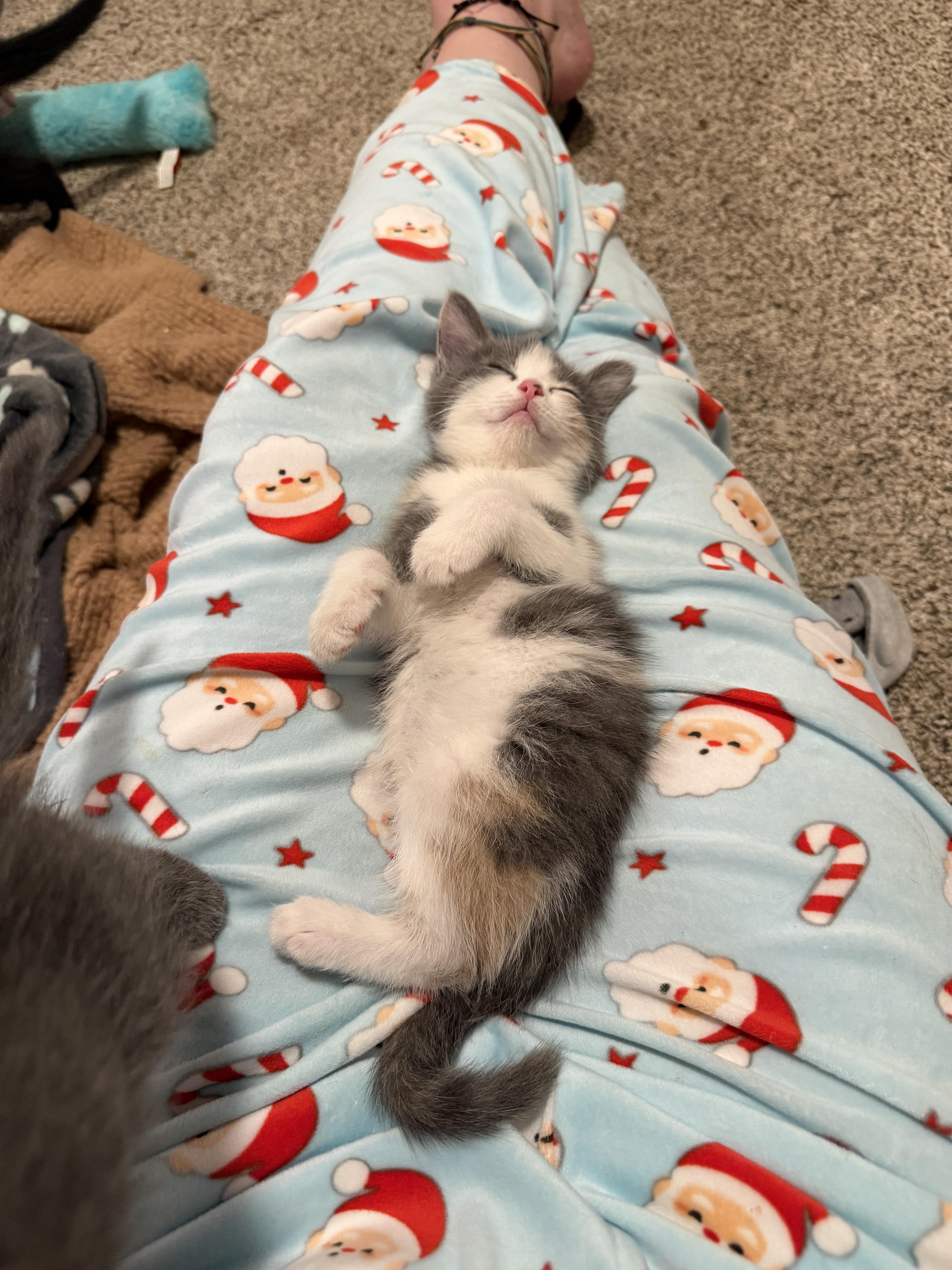 A baby small-sized female Dilute Calico Domestic Short Hair cat named Harlow for adoption in Indianapolis, IN