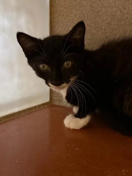 A baby small-sized male Domestic Short Hair cat named Espresso for adoption in Washington, DC