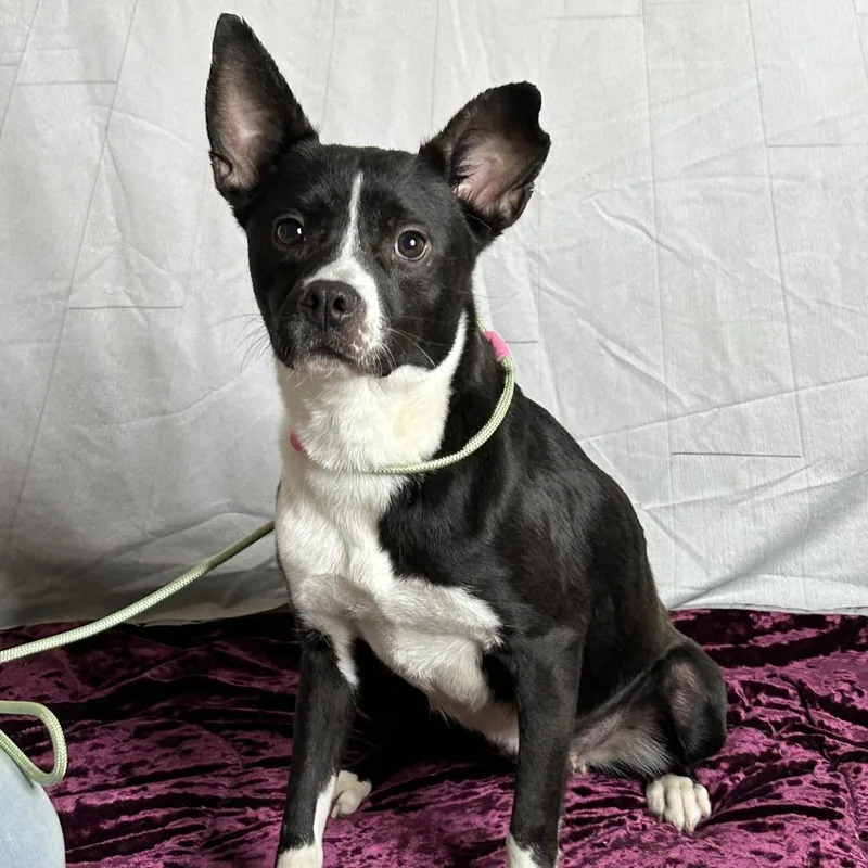 An adult small-sized female Black Feist dog named Tequila for adoption in Tanner, AL
