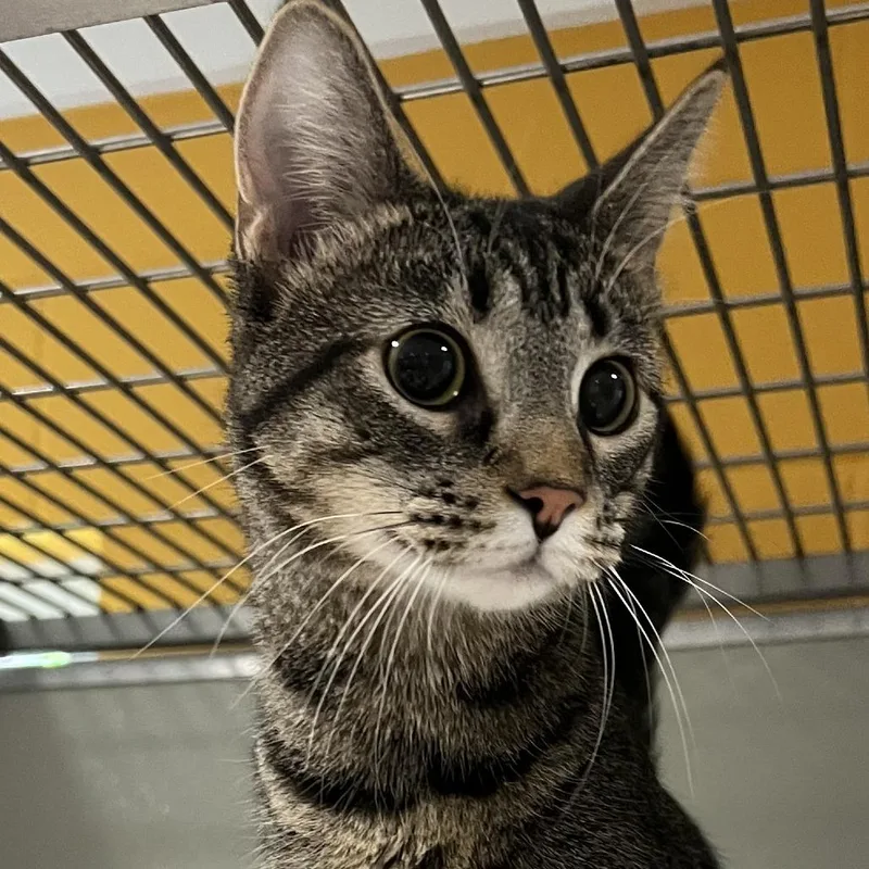 A young medium-sized female Brown / Chocolate Domestic Short Hair cat named Nani for adoption in Chesapeake, VA