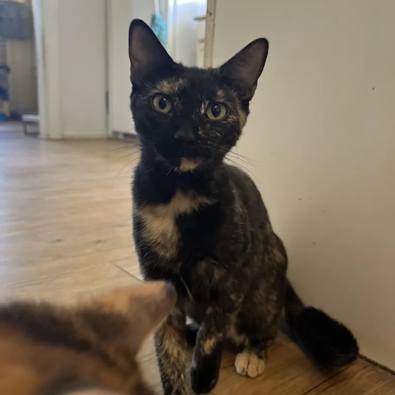 A young medium-sized female Tortoiseshell cat named Lola for adoption in Hammond, LA