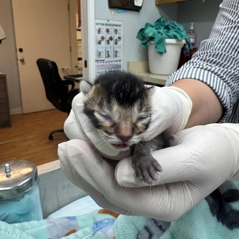 A baby small-sized female Brown / Chocolate Domestic Short Hair cat named Olive for adoption in Buellton, CA