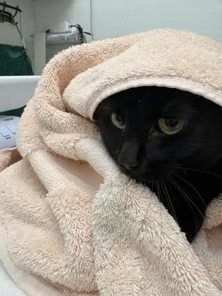 An adult small-sized female Domestic Short Hair cat named Midnight for adoption in Seattle, WA