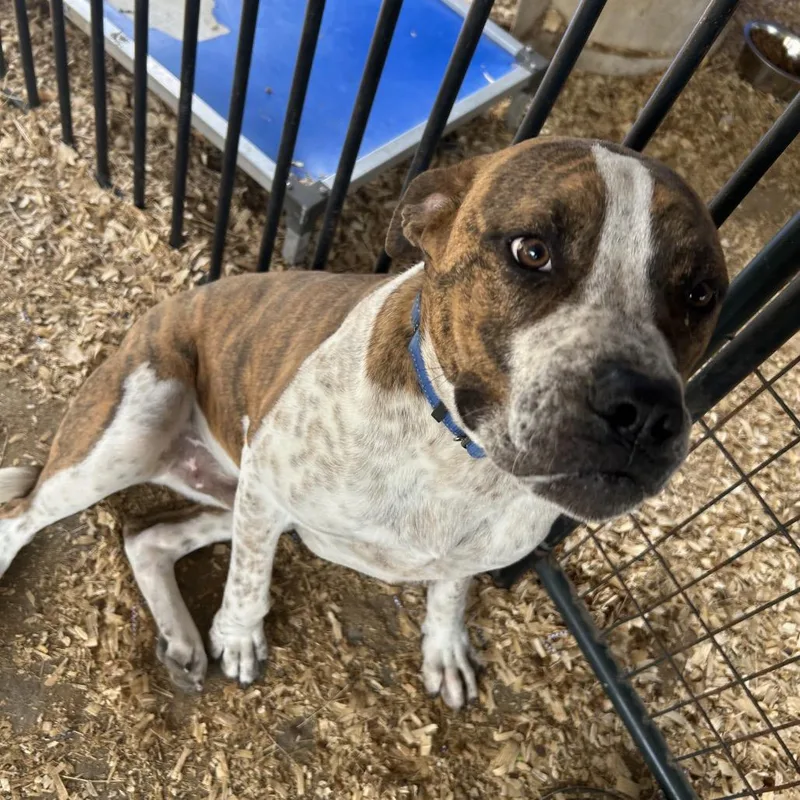 A young small-sized male Brown / Chocolate Australian Cattle Dog / Blue Heeler dog named Potato for adoption in Eufaula, AL