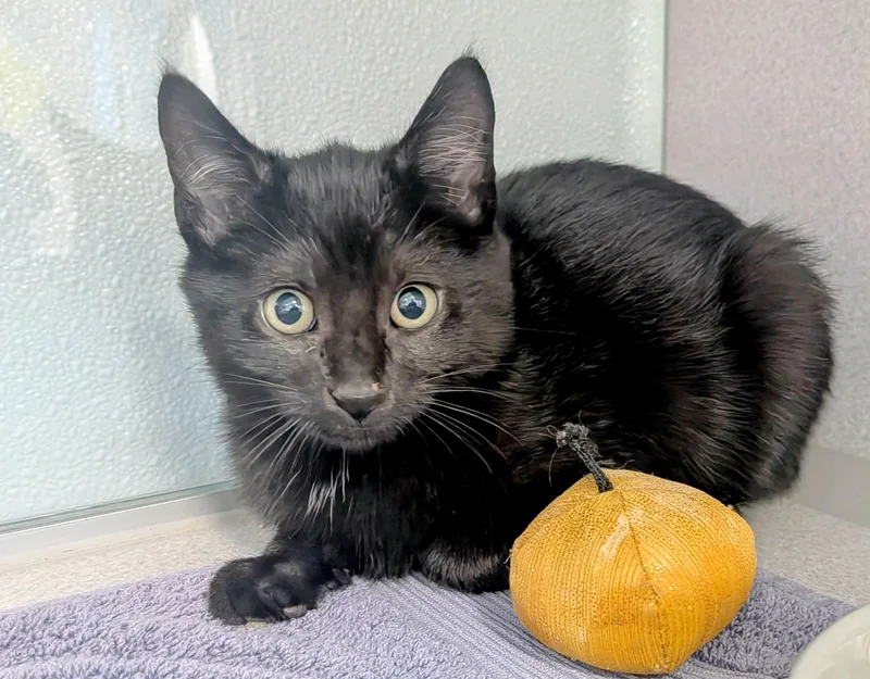 A baby medium-sized male Domestic Short Hair cat named Zach and Matt for adoption in Medfield, MA