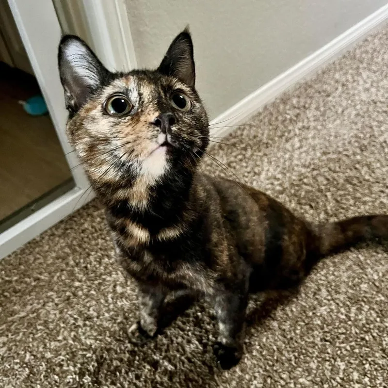 Veronica thumbnail 2