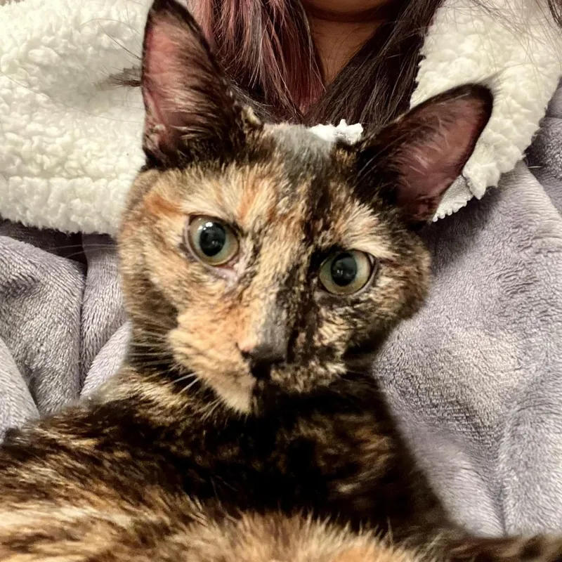 Veronica thumbnail 3