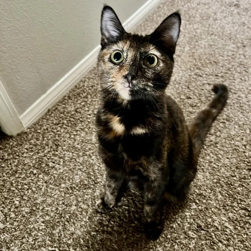 Veronica thumbnail 4