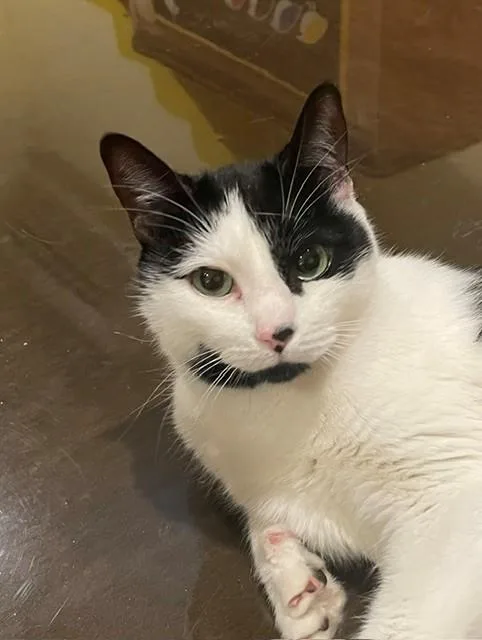 A senior medium-sized female Black & White / Tuxedo Domestic Short Hair cat named Cupid for adoption in Little Falls, NJ