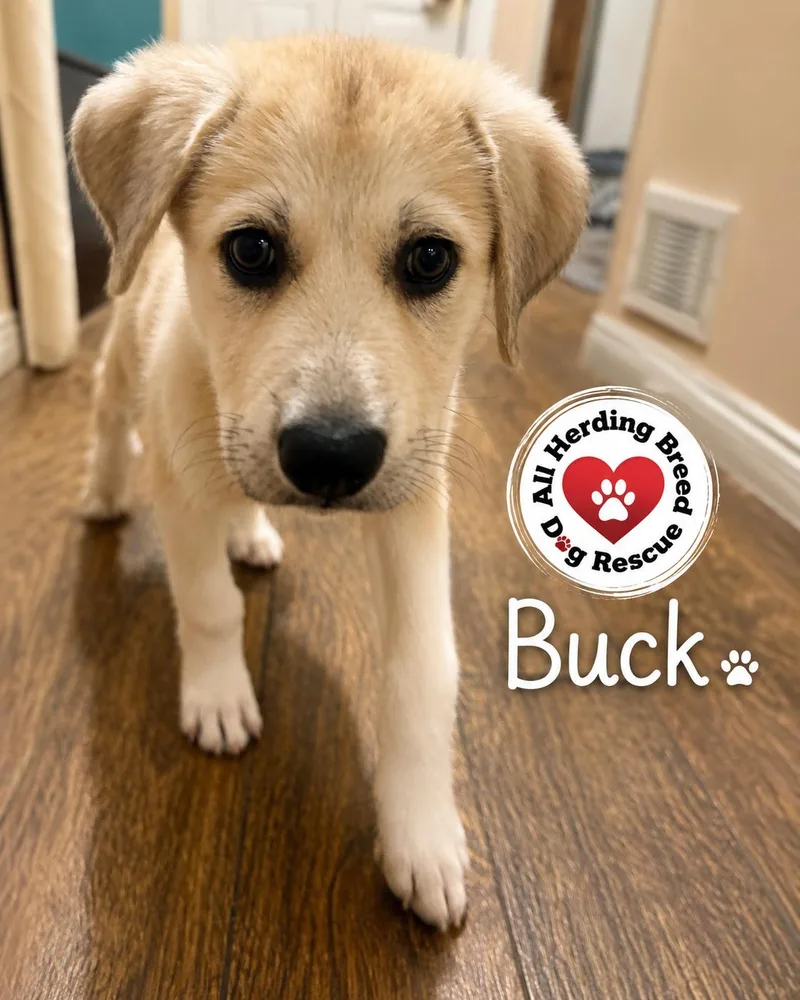 Buck thumbnail 3