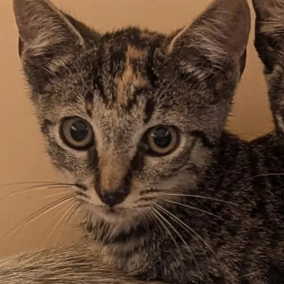 A baby small-sized female Brown / Chocolate Domestic Short Hair cat named Spam Folder for adoption in Charlottesville, VA