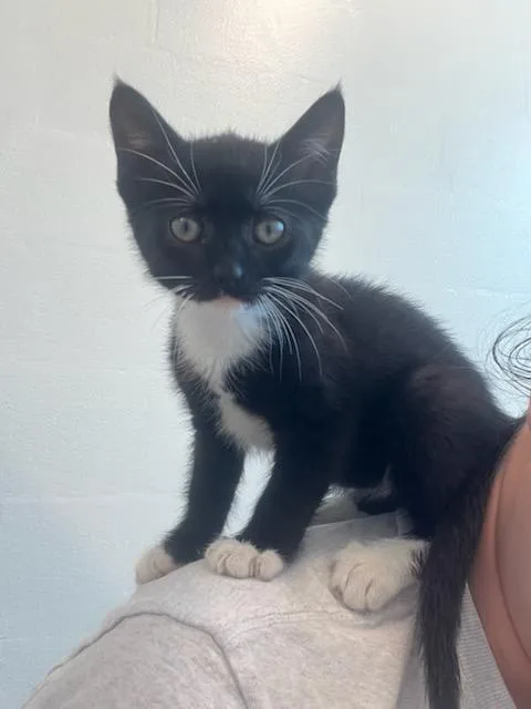 A baby small-sized female Domestic Short Hair cat named Hannah for adoption in Manassas, VA