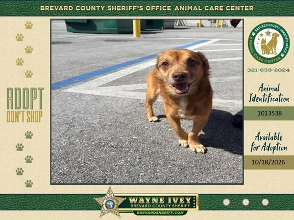 An adult small-sized male Mixed Breed dog named Carmelo for adoption in Melbourne, FL