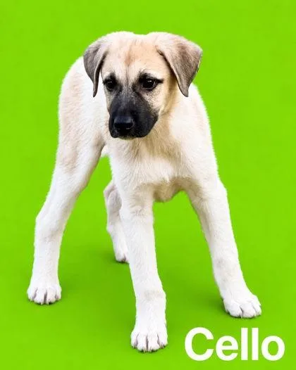 A baby extra large-sized male Saint Bernard dog named Cello for adoption in Morton Grove, IL