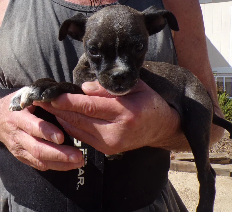 A baby small-sized female Brown / Chocolate Chihuahua dog named Chanel for adoption in Corona, CA