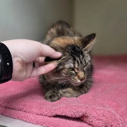 A young medium-sized female Domestic Medium Hair cat named Godzilla for adoption in Westland, MI