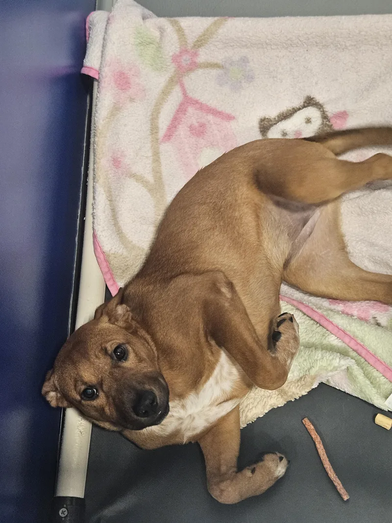 A baby medium-sized female Red / Chestnut / Orange Australian Cattle Dog / Blue Heeler dog named Edith Jr for adoption in Kalamazoo, MI