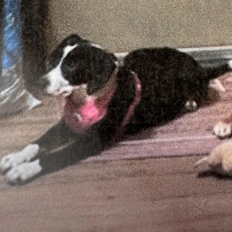 A young small-sized female Dachshund dog named Lady for adoption in Tampa, FL