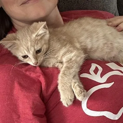 A baby small-sized female Buff / Tan / Fawn Domestic Short Hair cat named Zeke for adoption in La Grange, KY