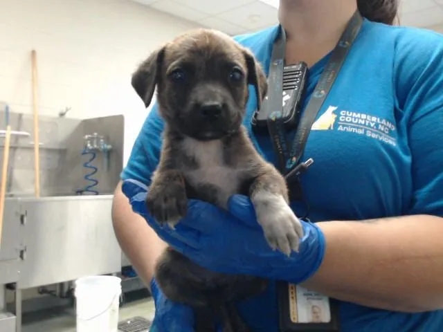 A baby small-sized female Pit Bull Terrier dog named Mozart for adoption in Fayetteville, NC