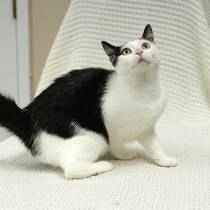 A young small-sized female White Domestic Short Hair cat named Grove for adoption in Mocksville, NC