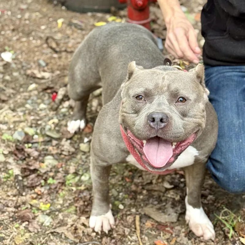 A young medium-sized female Gray / Blue / Silver Bulldog dog named Aurora for adoption in Warren, NJ