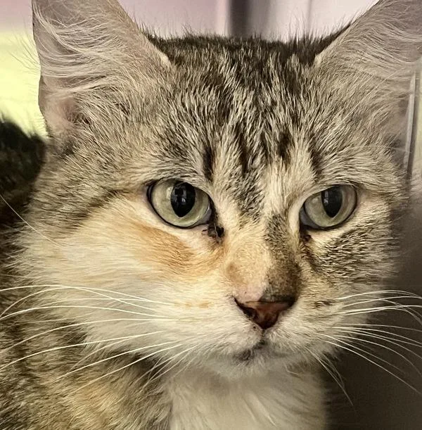 Puki