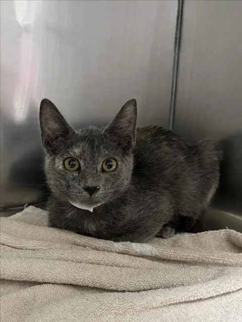 A baby small-sized female Domestic Short Hair cat named Jamila for adoption in Woodland, CA