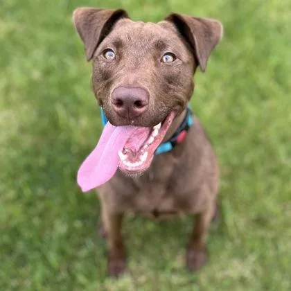 A young medium-sized female Mixed Breed dog named Nyla for adoption in Janesville, WI