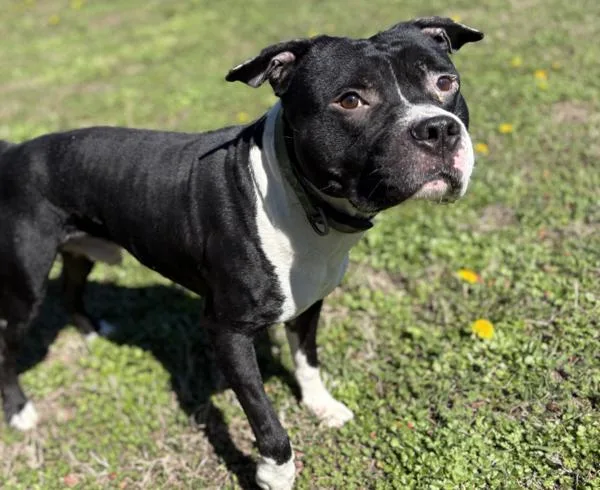 An adult large-sized male Pit Bull Terrier dog named Rasko for adoption in Virginia Beach, VA