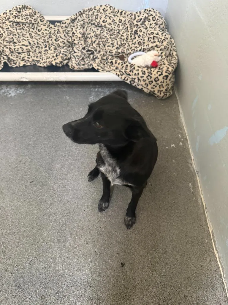 A young small-sized female Cattle Dog dog named Scarlet for adoption in Brookings, OR