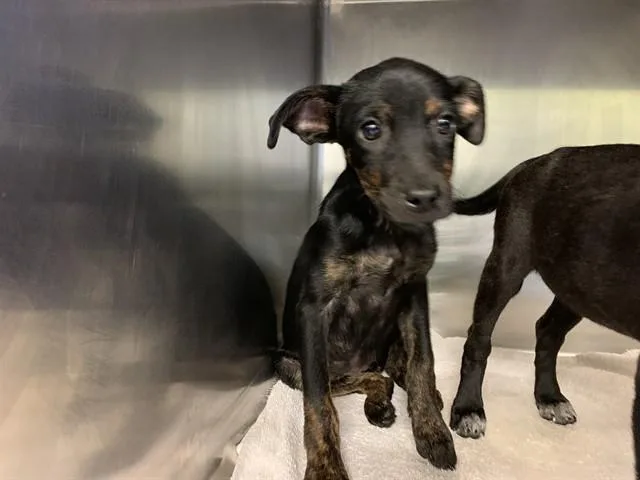 A baby small-sized female American Staffordshire Terrier dog named Uno for adoption in Grand Prairie, TX