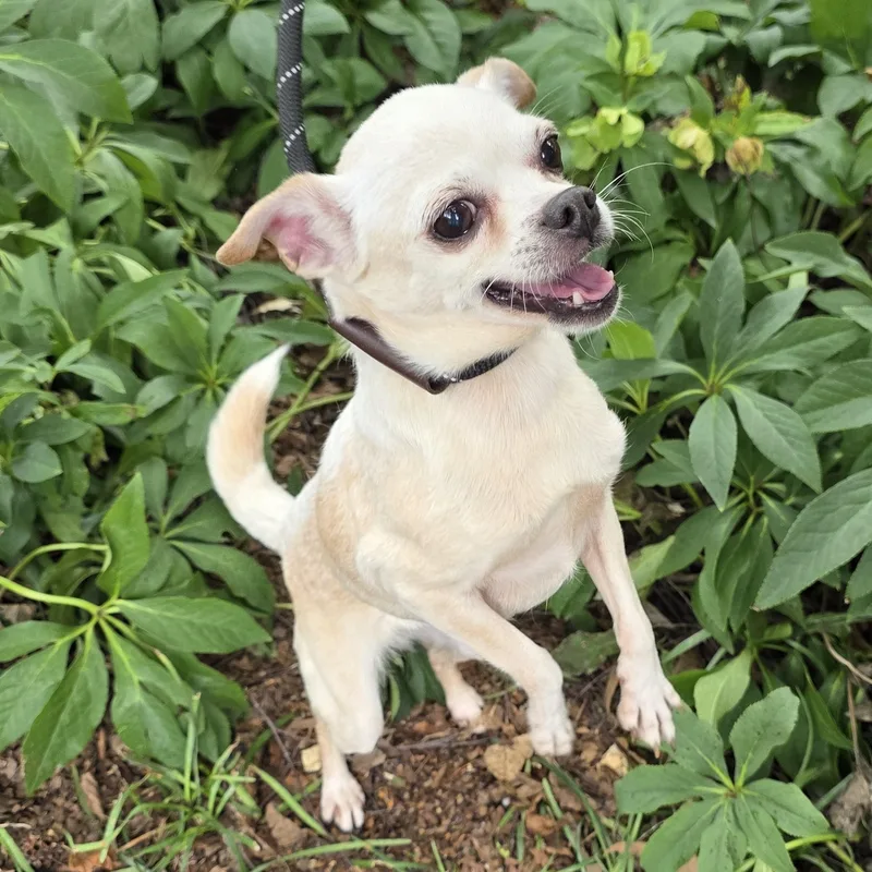 An adult small-sized female White / Cream Chihuahua dog named Precious for adoption in Greensboro, NC