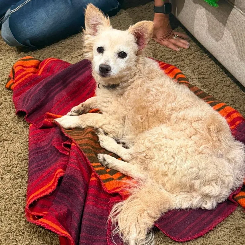 A senior small-sized female Yellow / Tan / Blond / Fawn Pomeranian dog named Kit for adoption in Nampa, ID