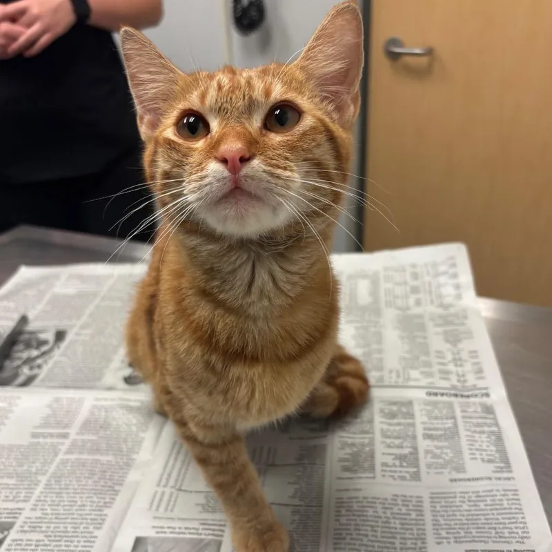 A young medium-sized female Orange / Red Domestic Short Hair cat named Patricia Stump for adoption in Jacksonville, FL