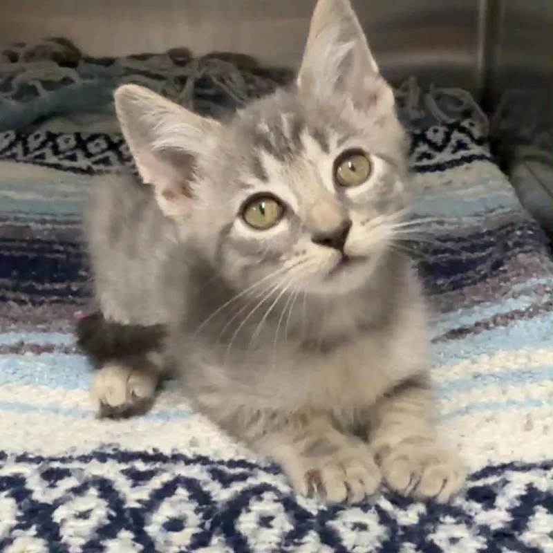 A baby small-sized male Domestic Short Hair cat named Sailor for adoption in Walnut Cove, NC