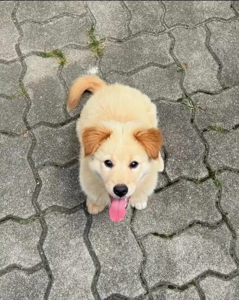 A young medium-sized male Golden Retriever dog named Tommy for adoption in Woodsfield, OH