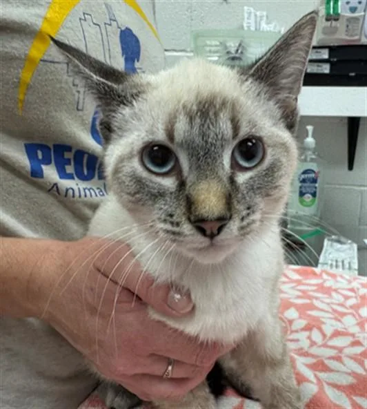 A baby small-sized female Siamese cat named Blue Tansy for adoption in Peoria, IL