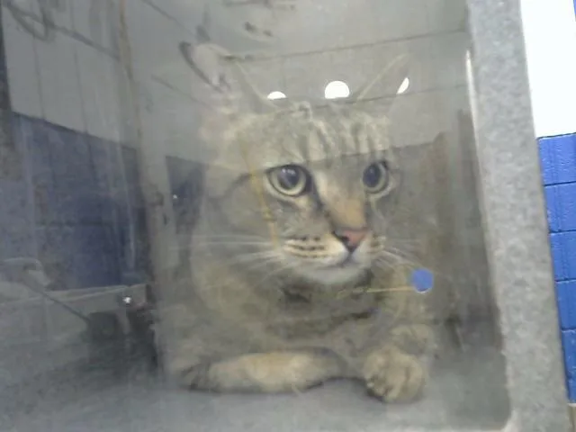 An adult medium-sized male Domestic Short Hair cat named Grummpy for adoption in Albuquerque, NM