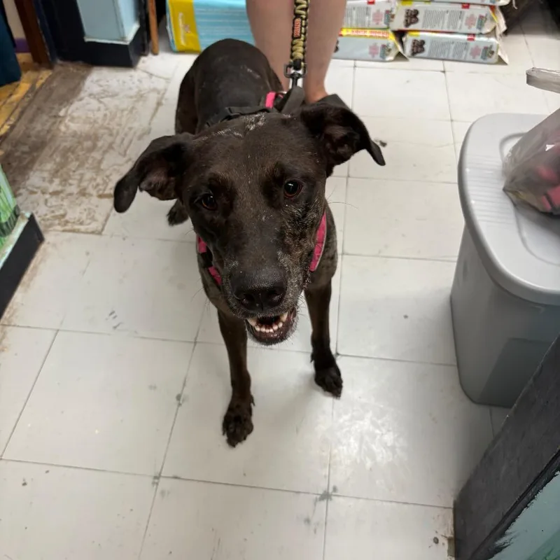 An adult medium-sized female Black Catahoula Leopard Dog dog named D for adoption in Corsicana, TX