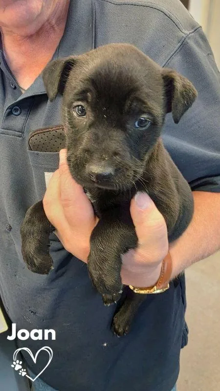 A baby medium-sized female Pit Bull Terrier dog named Joan for adoption in Monte Vista, CO