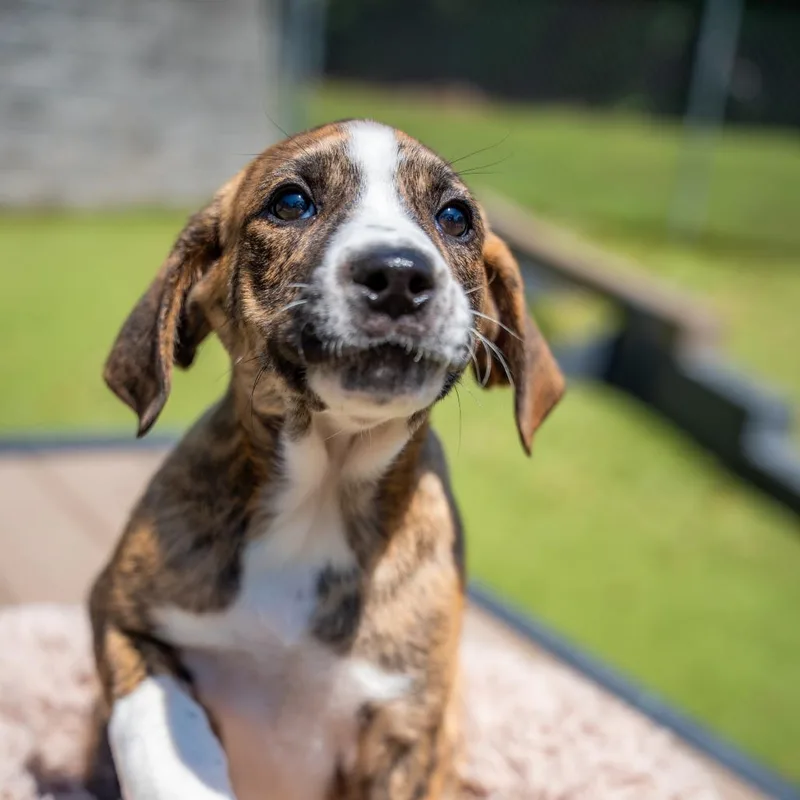 A baby medium-sized male Brindle Terrier dog named Marlin for adoption in Gainesville, GA