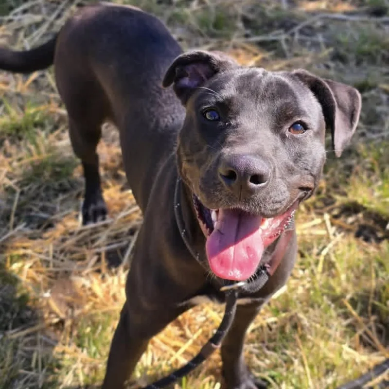 A baby medium-sized female Black Pit Bull Terrier dog named Lalaria for adoption in Naperville, IL