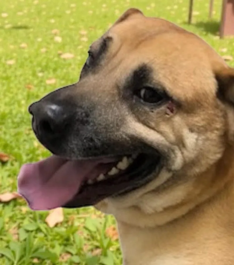 A young large-sized male Mixed Breed dog named Cody for adoption in Miller Beach, IN
