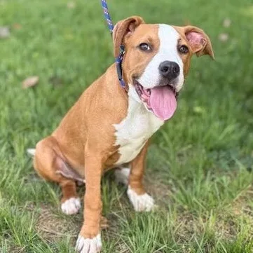 A baby large-sized male Red / Chestnut / Orange Pit Bull Terrier dog named Pongo for adoption in Wilmington, OH