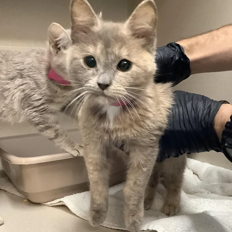 A baby small-sized female Calico Domestic Medium Hair cat named Prada for adoption in Lakeland, FL