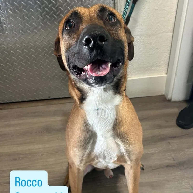 An adult small-sized male Shepherd dog named Rocco for adoption in Tampa, FL