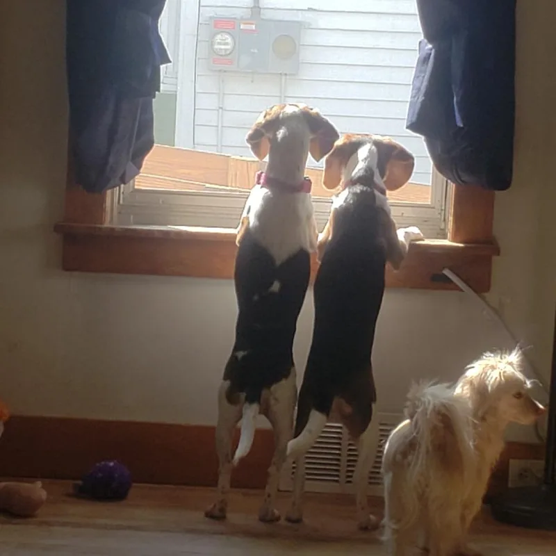 An adult small-sized female White / Cream Beagle dog named Emily for adoption in Saratoga Springs, NY